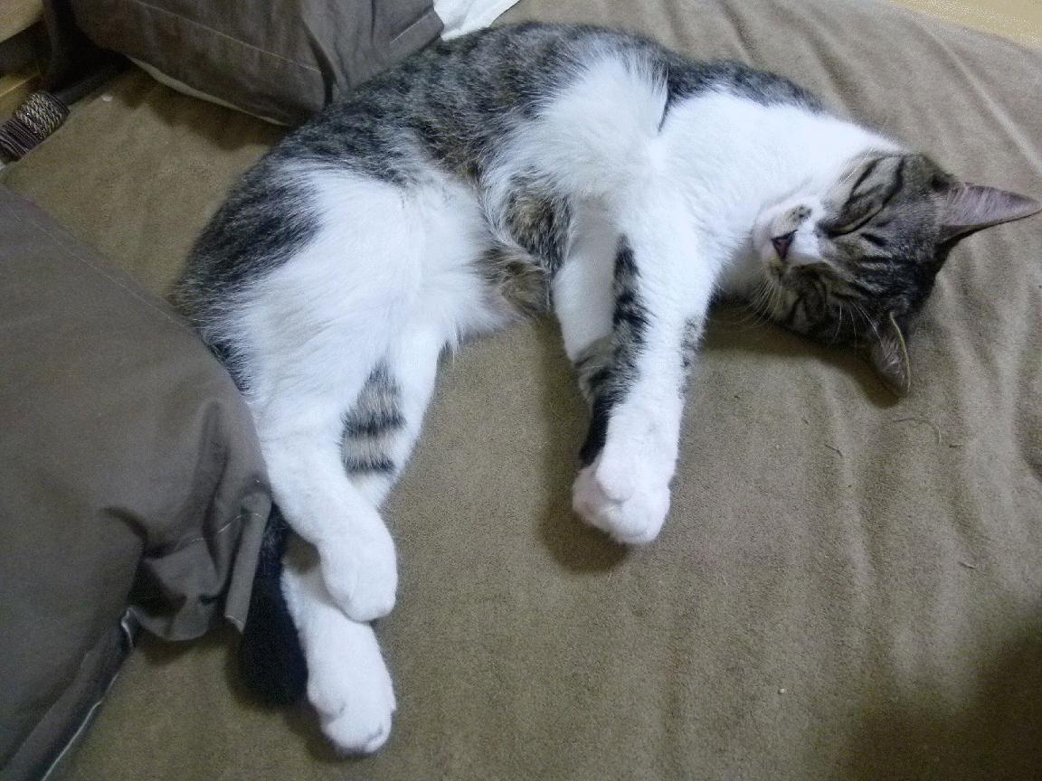 “中超联赛季中转会窗口开启,豪门抢人激烈”,中超转会期时间