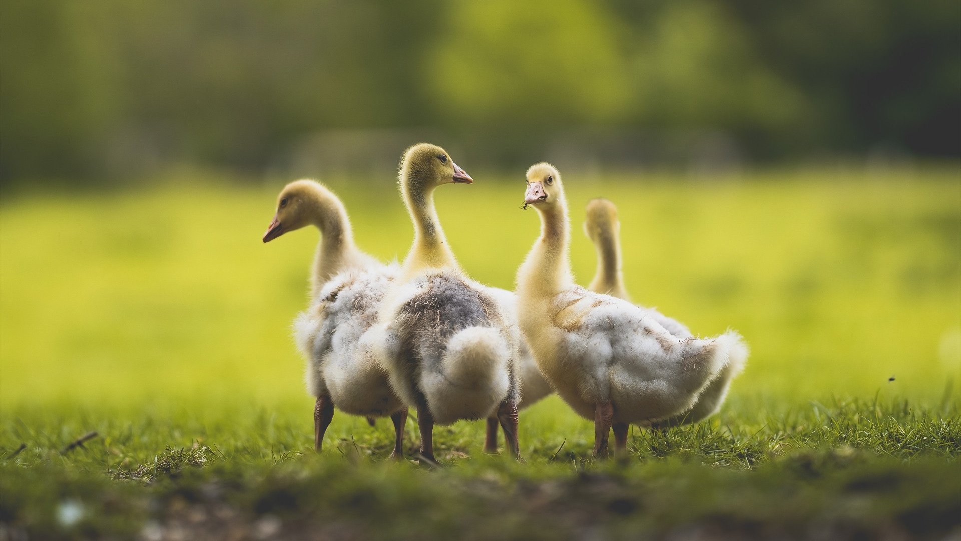 “西甲明星连续破门,带队迈向胜利”,西甲十大球星